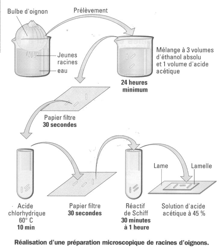 Mitose technique COLORATION.jpg